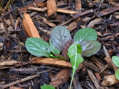 Ajuga reptans
