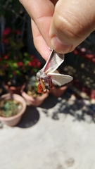 Hemileuca peninsularis