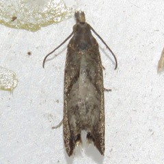 Dichrorampha acuminatana