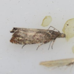 Dichrorampha acuminatana