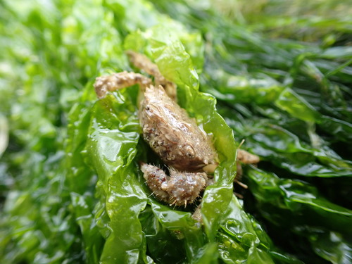 Hairy Crab, Calvados, Basse-Normandie, FR, photo 7 of 10