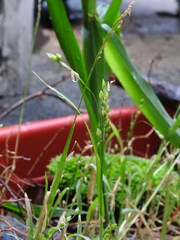Echinochloa frumentacea