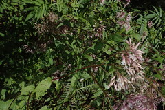 Eupatorium amabile