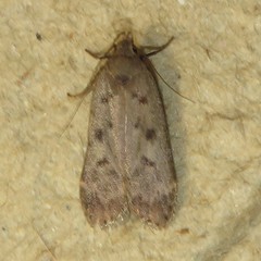 Anacampsis innocuella