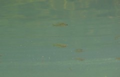 Oryzias curvinotus