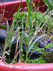 Echinochloa frumentacea
