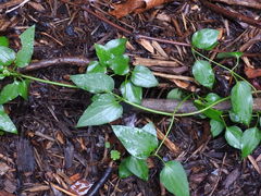 Clematis terniflora