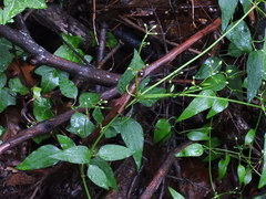 Clematis terniflora