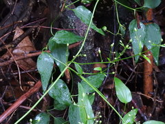 Clematis terniflora