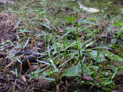 Muhlenbergia schreberi