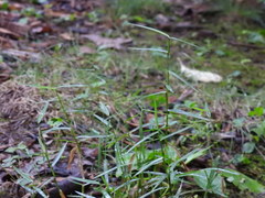 Muhlenbergia schreberi