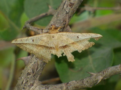 Lepidoptera