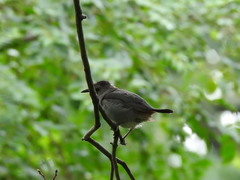 Dumetella carolinensis
