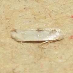 Opostegidae