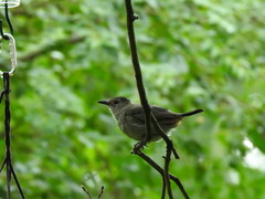 Dumetella carolinensis