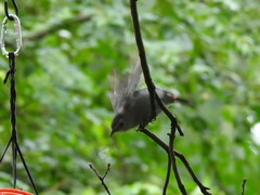 Dumetella carolinensis