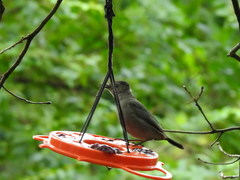 Dumetella carolinensis