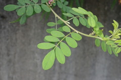 Indigofera pseudotinctoria