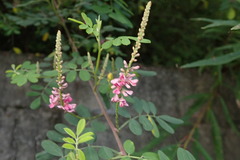 Indigofera pseudotinctoria