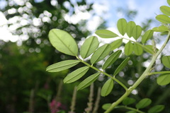 Indigofera pseudotinctoria