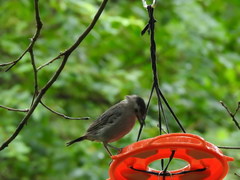 Dumetella carolinensis