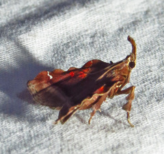 Clydonopteron sacculana