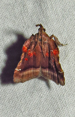 Clydonopteron sacculana