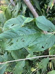 Vangueria madagascariensis