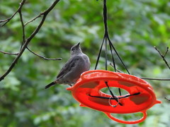 Dumetella carolinensis