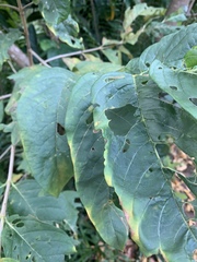 Vangueria madagascariensis