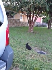 Leporidae
