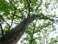 Quercus stellata