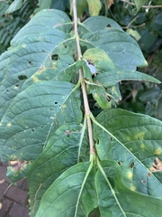 Vangueria madagascariensis