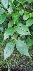 Viburnum cassinoides