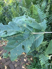 Vangueria madagascariensis