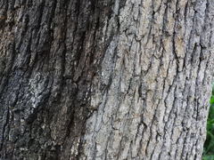 Quercus stellata