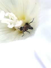 Syritta pipiens