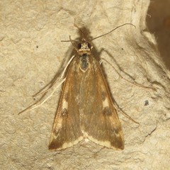 Loxostege sticticalis