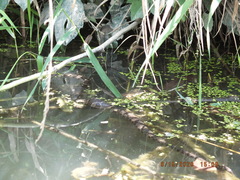 Nerodia sipedon