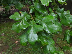 Quercus stellata