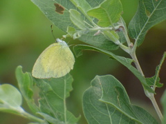 Eurema brigitta brigitta