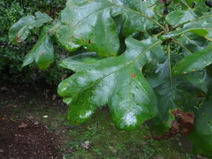 Quercus stellata