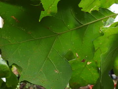 Quercus stellata