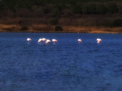 Phoenicopterus roseus