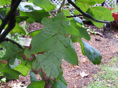 Quercus stellata