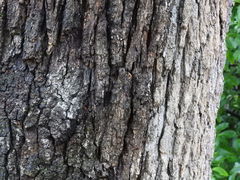 Quercus stellata