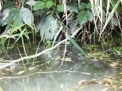 Nerodia sipedon