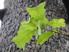 Quercus stellata