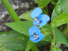 Commelina diffusa gigas