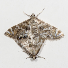 Petrophila canadensis